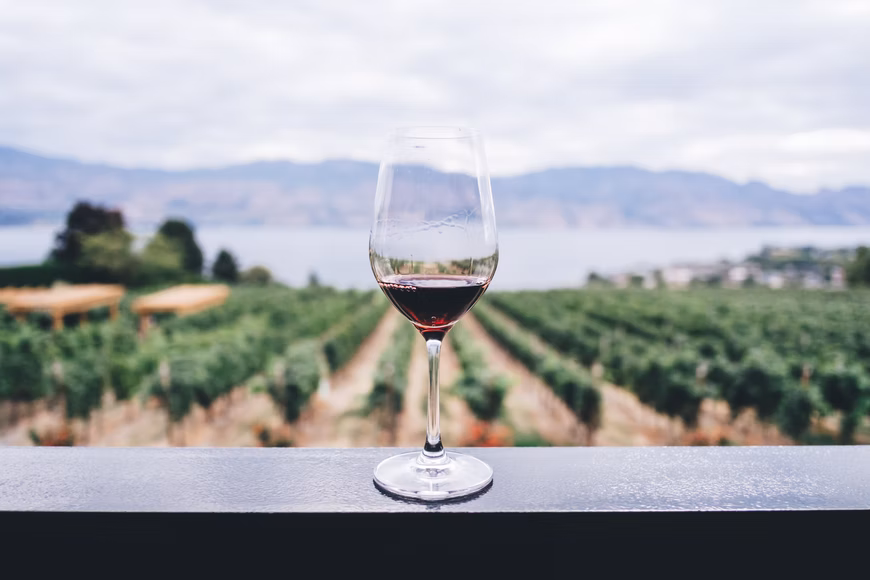 vino con vigna.jpg